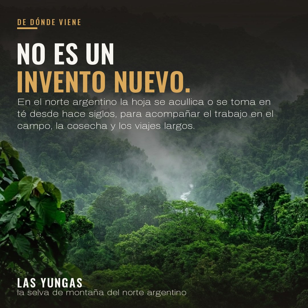 No es un invento nuevo: en el norte argentino la hoja se acullica o se toma en té desde hace siglos. Las Yungas