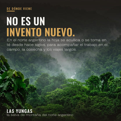 No es un invento nuevo: en el norte argentino la hoja se acullica o se toma en té desde hace siglos. Las Yungas