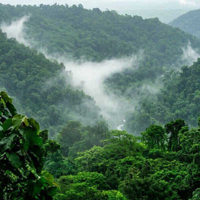Las Yungas, la selva de montaña del norte argentino